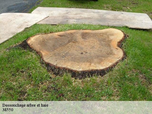 Dessouchage arbre et haie  38550